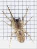 Segestria senoculata